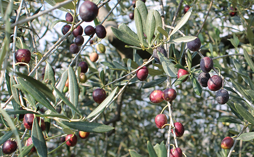 Oliven im Dezember